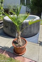 Wagnerianus Palme