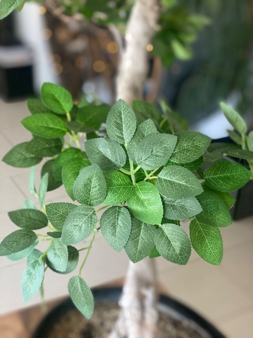 Piante & sementi: Imposanter Ficus - einzigartiger Blickfang – Usato da Aarau Rohr venduto da Sergiomendez 7