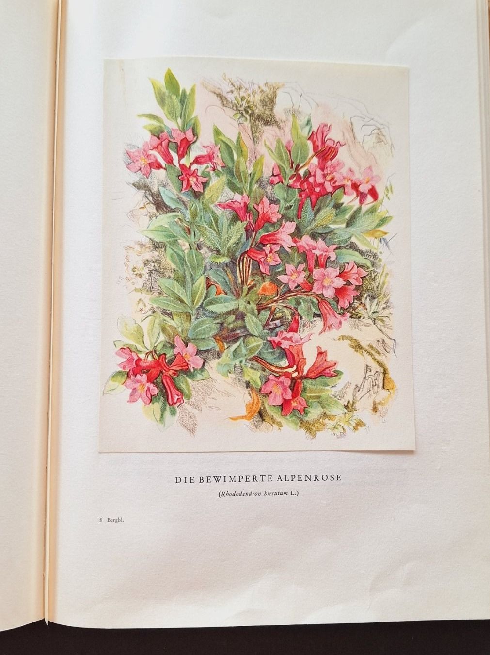 Libri: Bergblumen der Heimat,  Silva Buch – Usato da Zürich venduto da t24_de 4