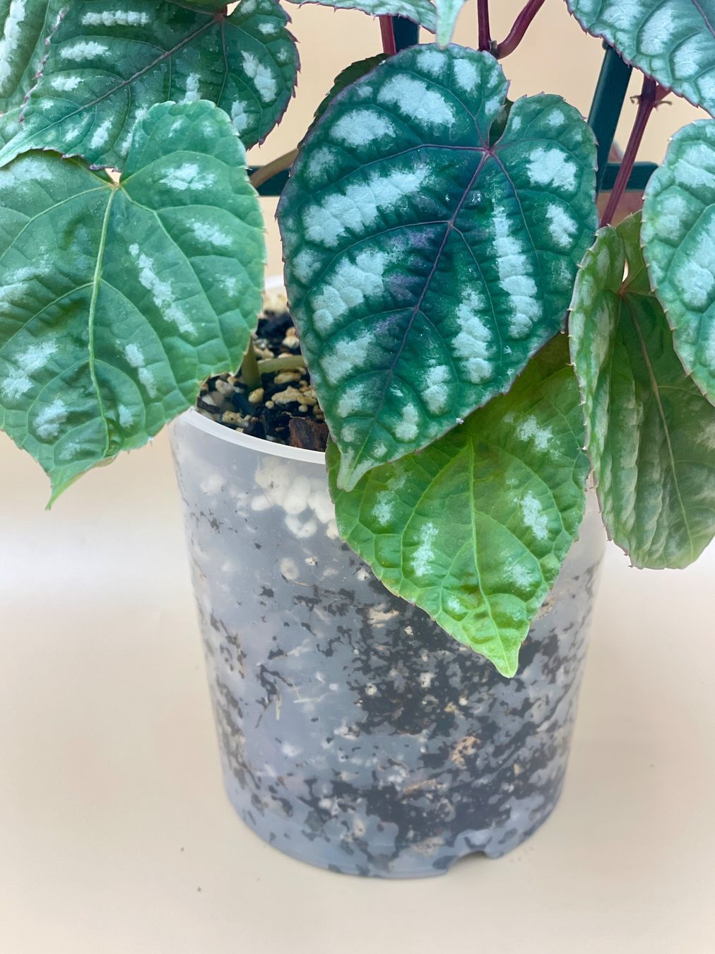 Pflanzen & Samen: Cissus discolor – Neu (gemäss Beschreibung) aus Zürich von Leafscape 2