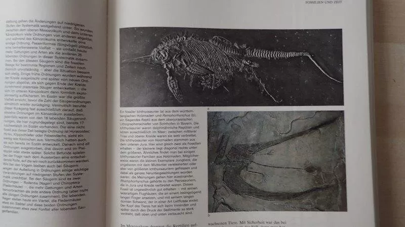 Bücher: Fossilien  Buch – Gebraucht aus Rickenbach BL von Oktober68 4