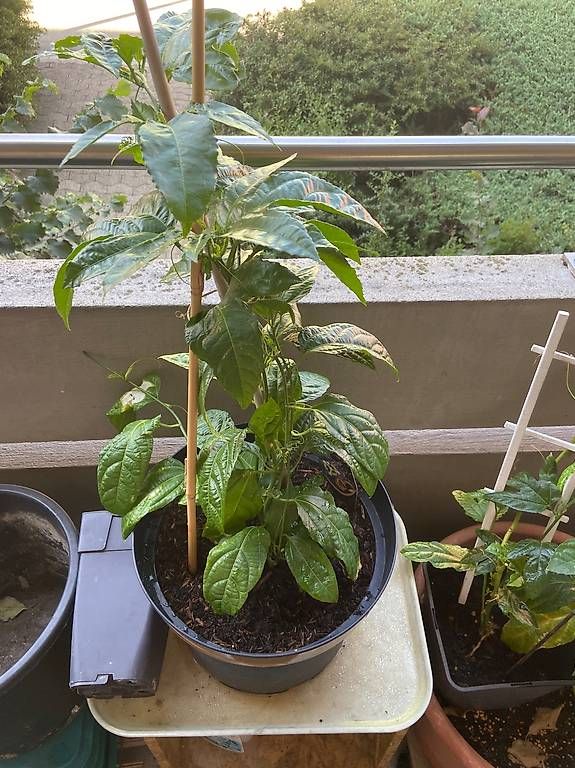 Plantes & graines: zu verkaufen – D'occasion à romanshorn par mushi02 2