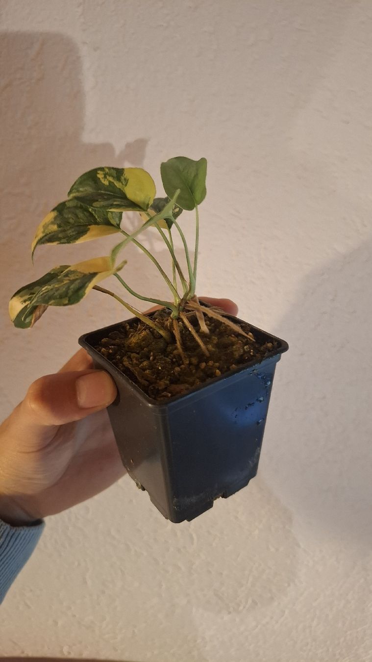 Piante & sementi: Monstera siltepecana aurea variegata – Usato da Hausen AG venduto da Pflaenzlioase 2