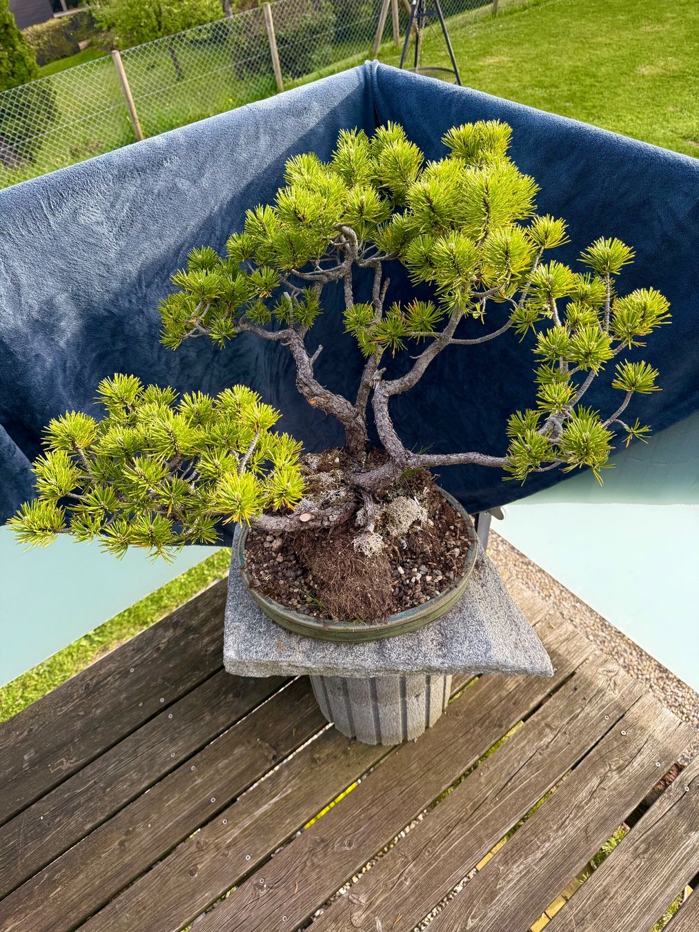 Piante & sementi: Charaktervoller Pinus Mugo Bonsai – Usato da Degersheim venduto da TreeKingdom 1
