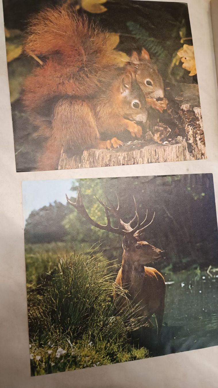 Penelope Puzzles: Penelope Puzzle 4x25 Holz Tiere – Gebraucht aus Reiden von Zofi-Brocki 1