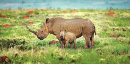 Postkarte mit Nashorn für Tierfreunde