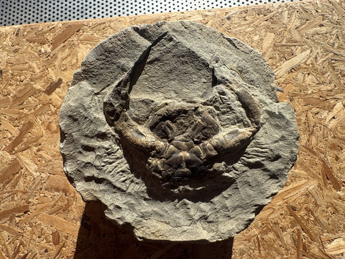 Fossili: Diverse fossile Krebse – Usato da Biel/Bienne venduto da nimmes 5