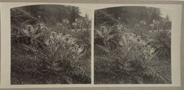 Stereofoto, Frankreich, Pflanzen