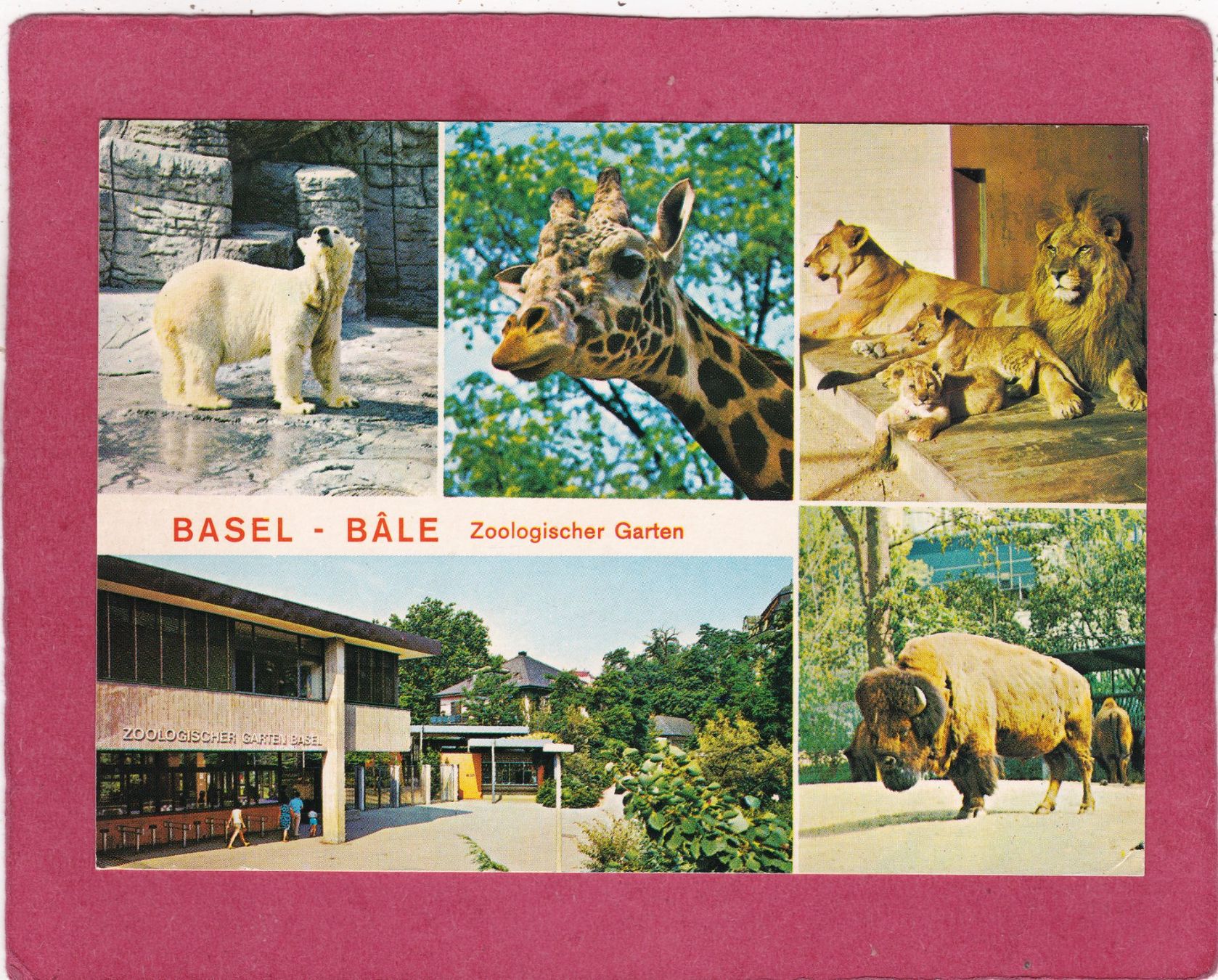 Ansichtskarten: Basel Zoo 1983 – Gebraucht aus Herisau von Lisegrat2008