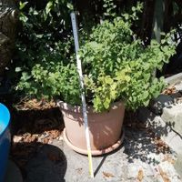 Pflanze in grossem Topf, Zitronenminze ? ca. 70cm hoch