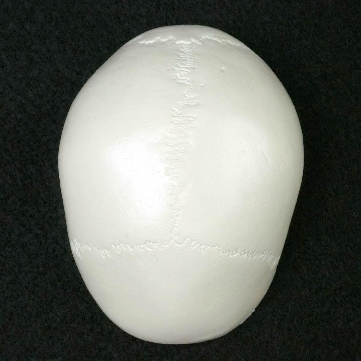 Modellbausätze & Standmodelle: Schädel Menschlichen Anatomischen Modell – Neu und originalverpackt aus Uerkheim von Kaufoption 4