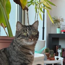 Profile image of silkpaw