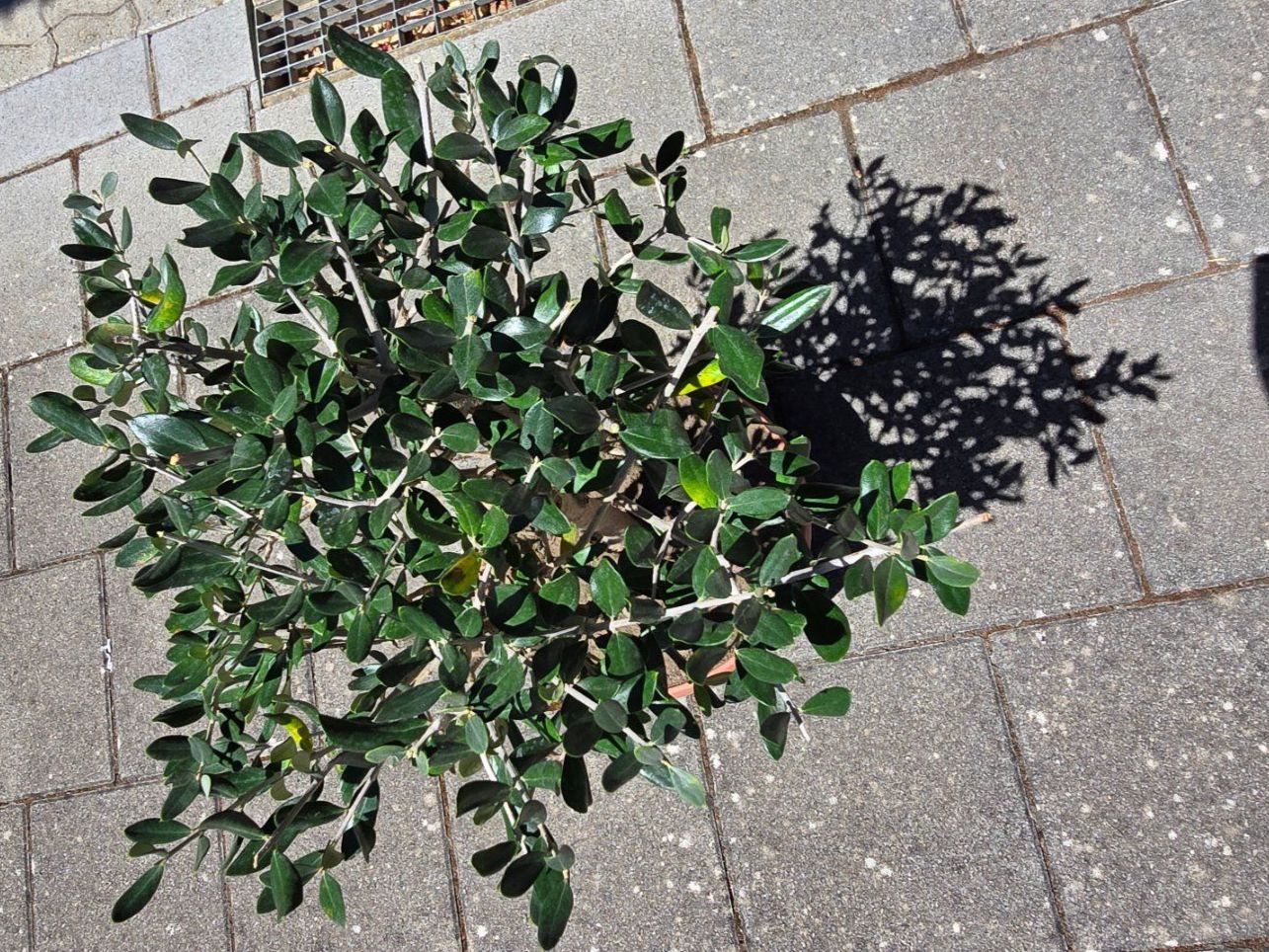 Plantes & graines: Schöner kleiner robuster Olivenbaum – D'occasion à Aarburg par popkorn65 4