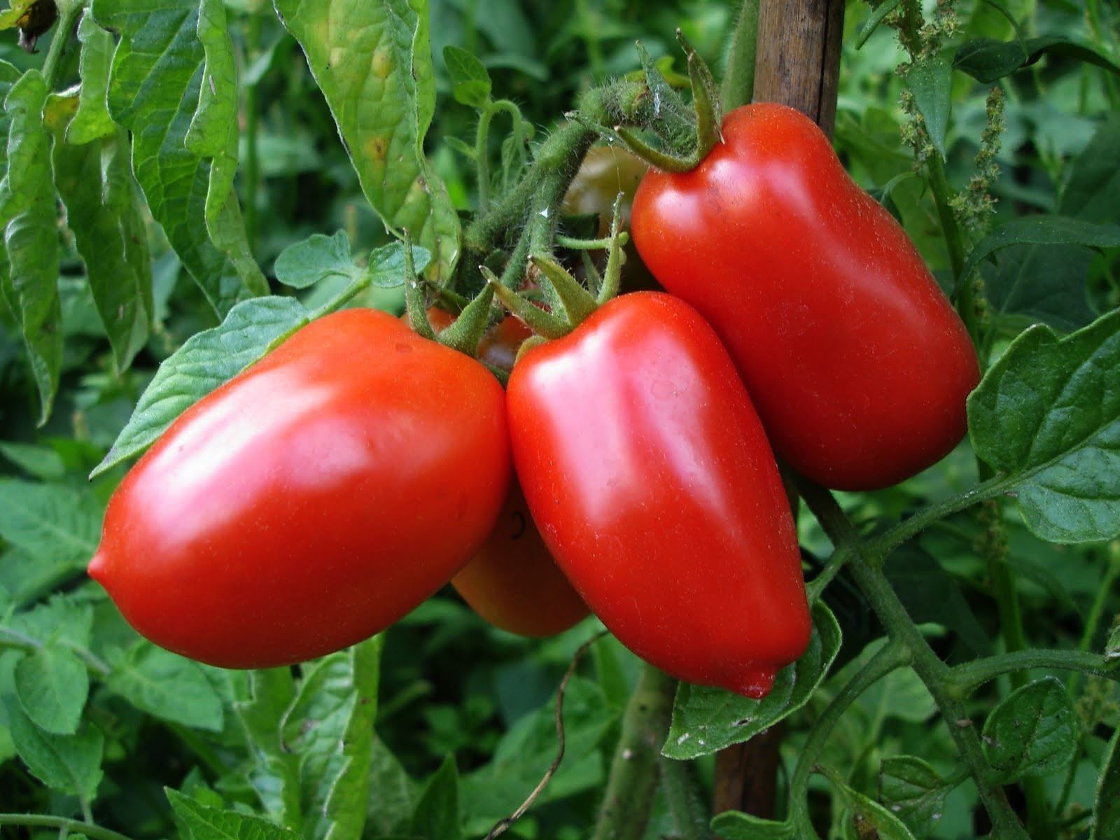 Piante & sementi: 50 Samen Tomate SAN MARZANO Alte Sorte IT – Nuovo (secondo la descrizione) da Ehrendingen venduto da VerveinaSamen 4
