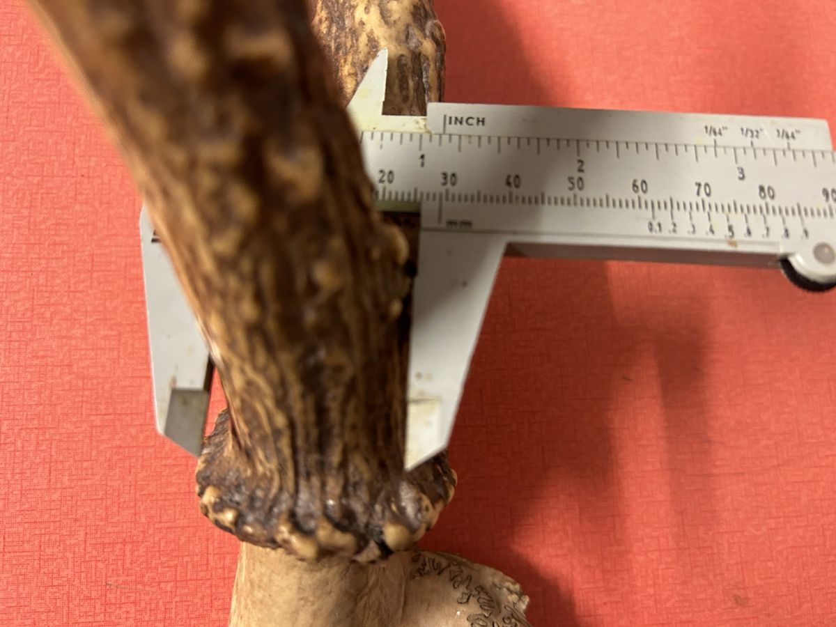 Il mondo degli animali: Geweih Hirsch oder Rehe ca. 55 cm L. guter Zustand – Usato da Lanzenhäusern venduto da vic63 7