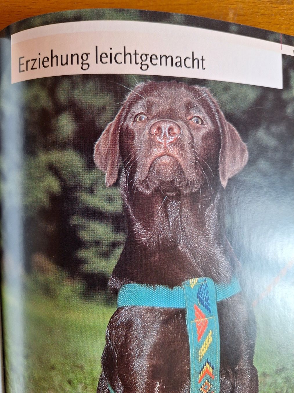 Bücher: Labrador Retriever / Praxiswissen Hund – Gebraucht aus Eriswil von corolla05 3