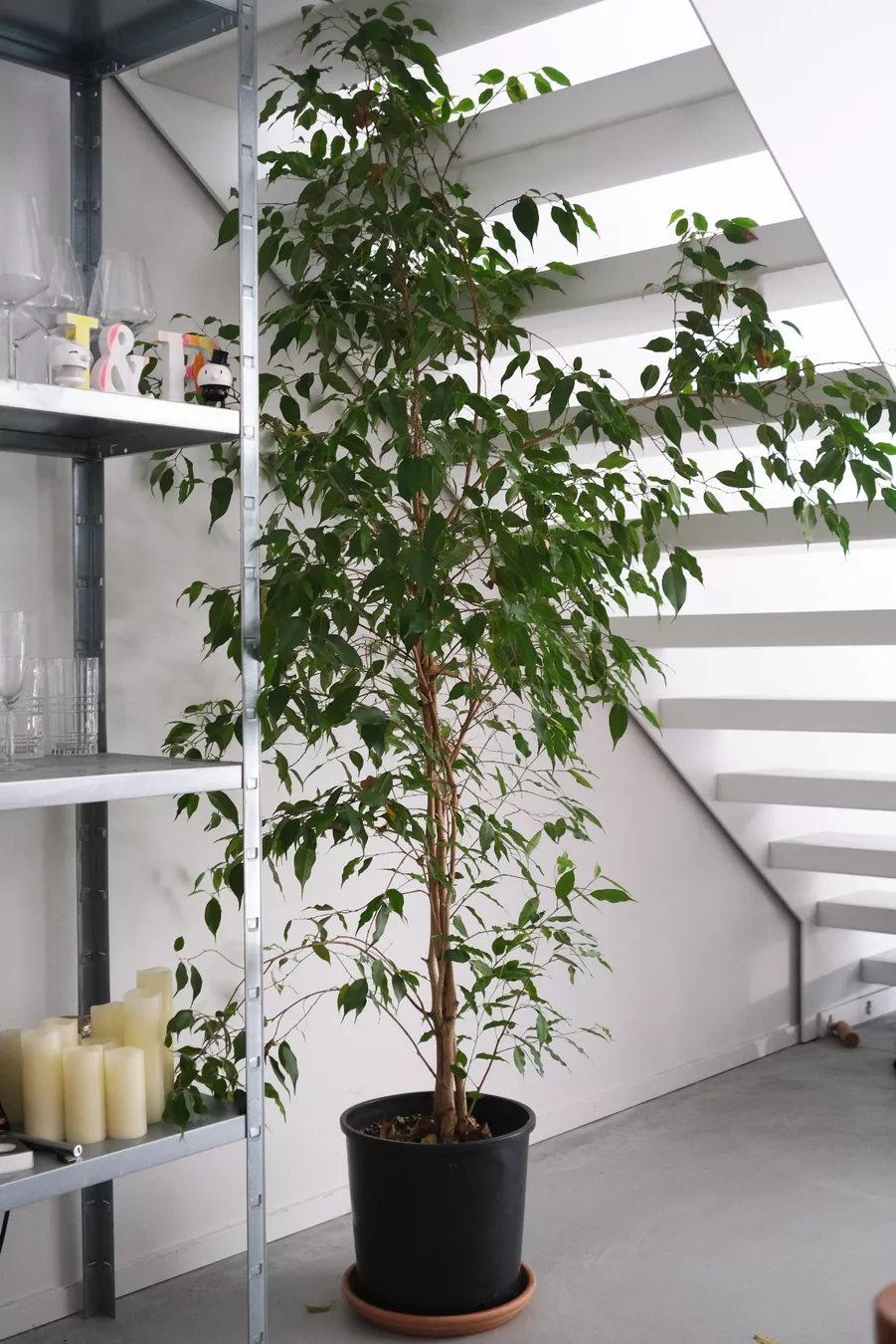 Piante & sementi: Birkenfeige – Usato da Zürich venduto da isabel137
