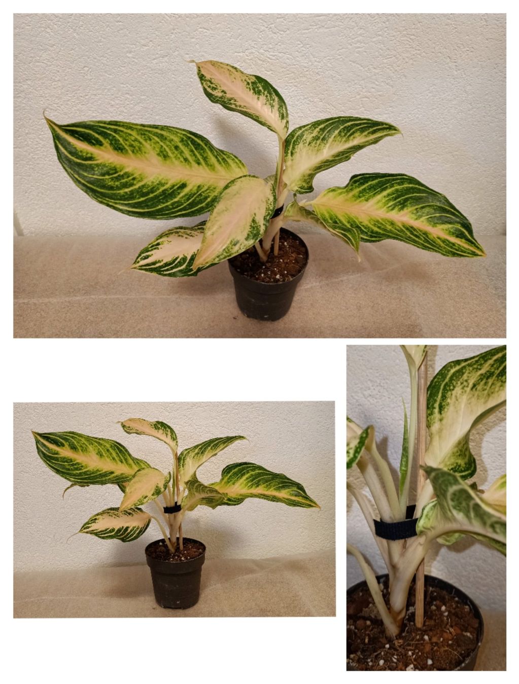 Piante & sementi: Aglaonema – Nuovo (secondo la descrizione) da schöftland venduto da UniquePlants