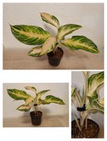 Aglaonema