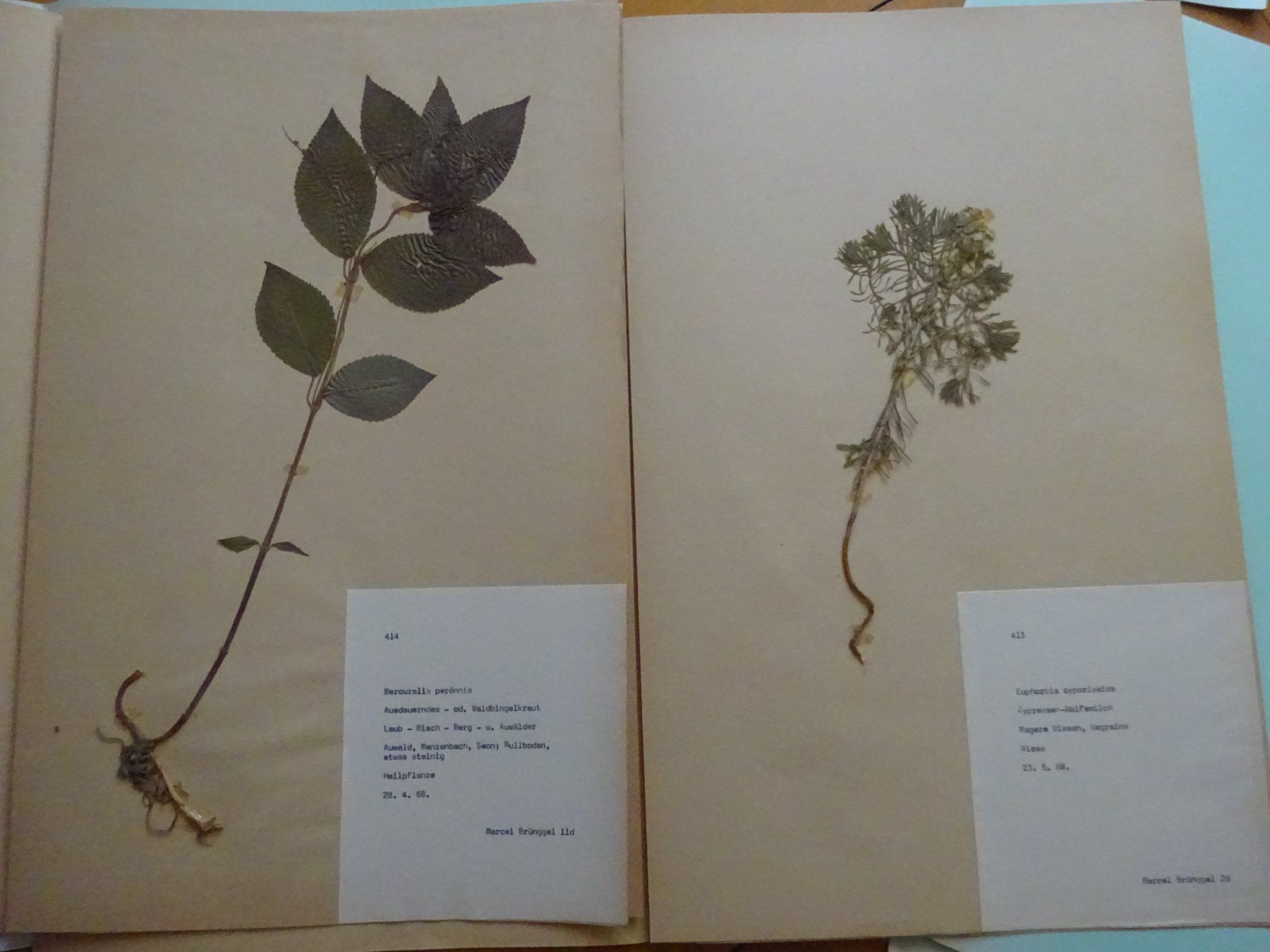 Bücher: Herbarium aus Seon / 10 Botanik – Gebraucht aus Esslingen von eintagammeer