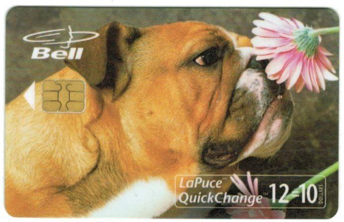 Schede telefoniche: Telefonkarte Kanada Hund – Usato da Zürich venduto da Tolima194