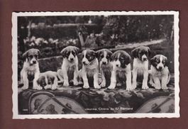 GRAND-SAINT-BERNARD - Jeunes chiens - 1944