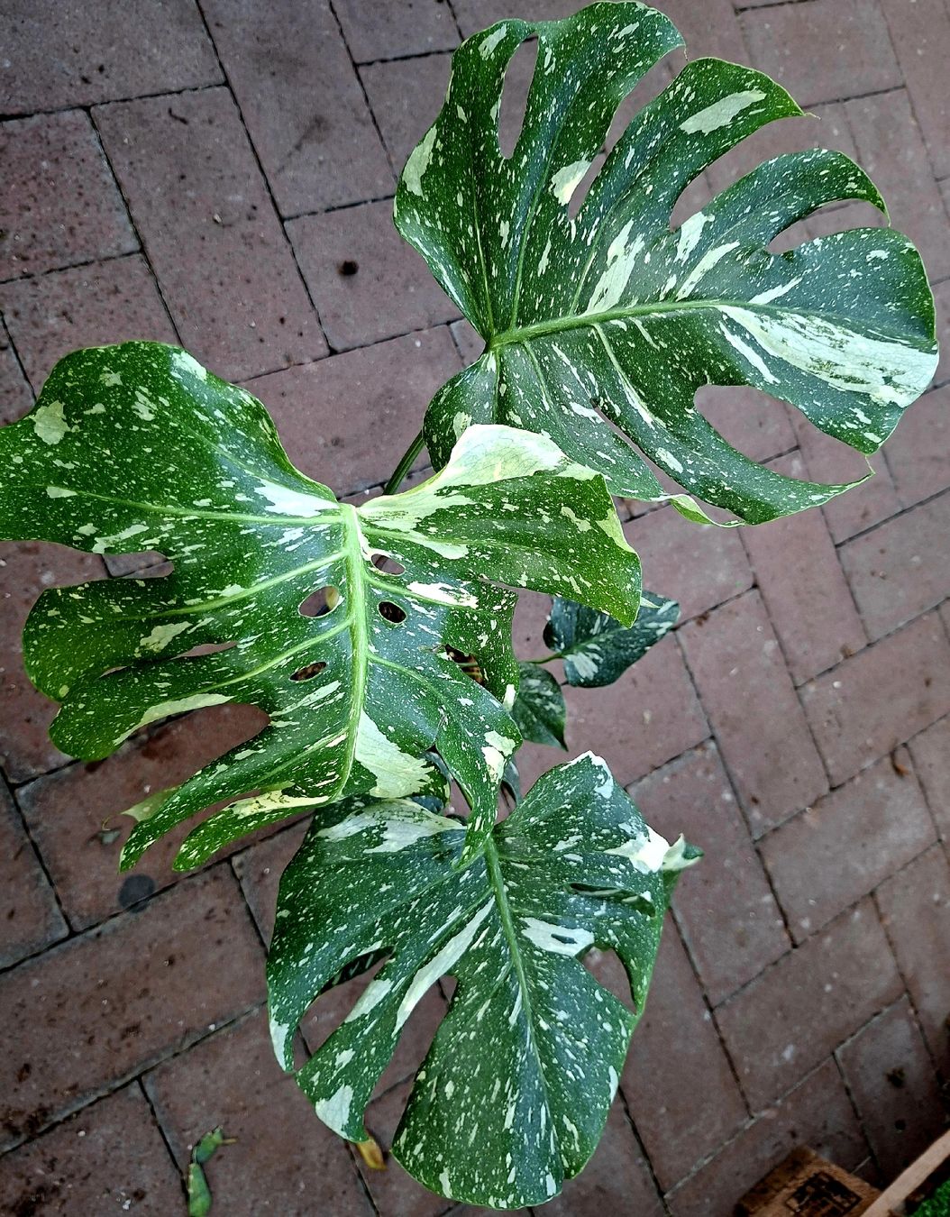 Pflanzen & Samen: RARISSIMO!!! H: 50-60 cm "Monstera Thai Constellation" – Neu und originalverpackt aus Rovio von POSITIFFARTandPLANTS 7