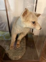 Präparierter kleiner Fuchs im Glasgehäuse