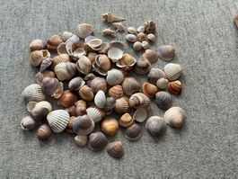 Sammelsurium Meeresmuscheln Deko Muscheln 🐚 🇲🇽 🏖️