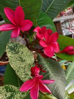 Plumeria rubra "Cardinal" / Frangipani / Tempelblume