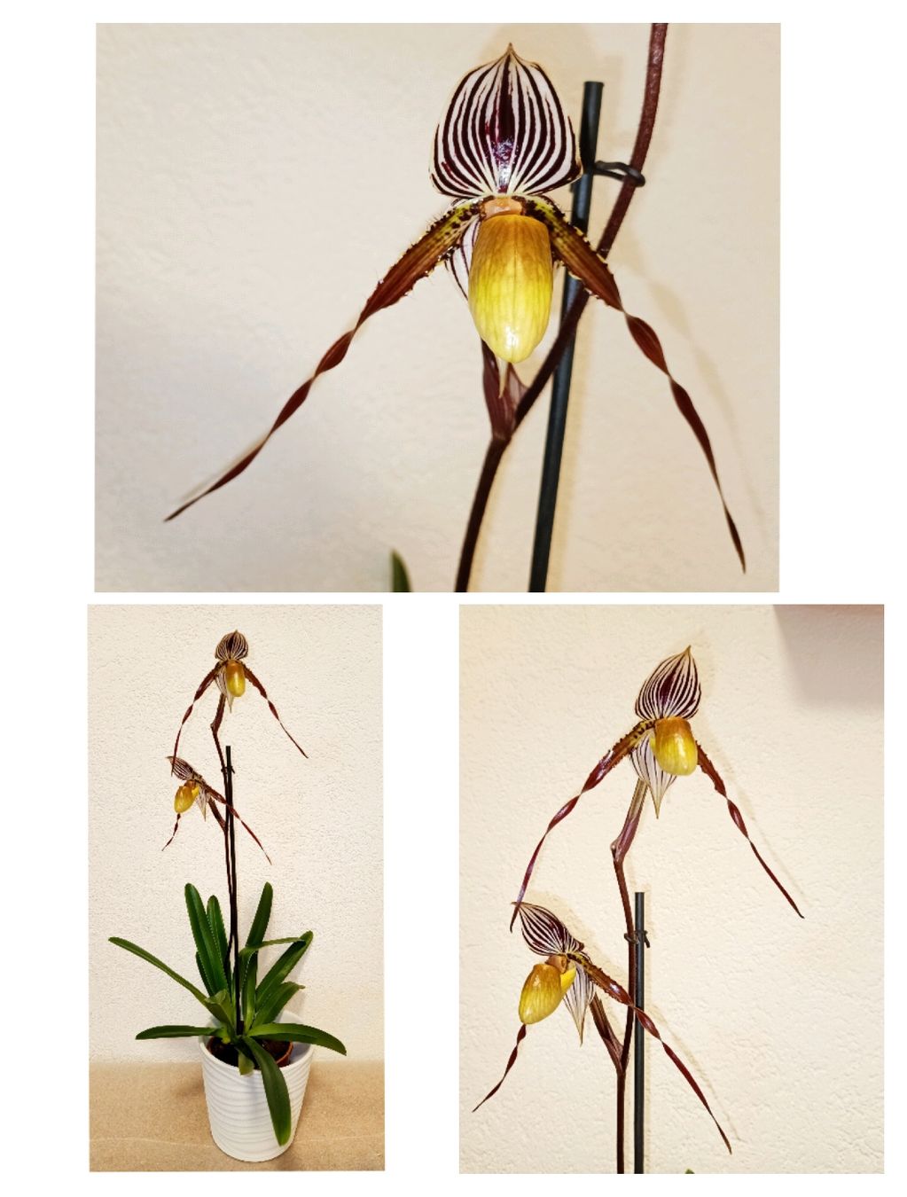 Piante & sementi: Paphiopedilum "Harbinger's Dark Ages " – Nuovo (secondo la descrizione) da schöftland venduto da UniquePlants