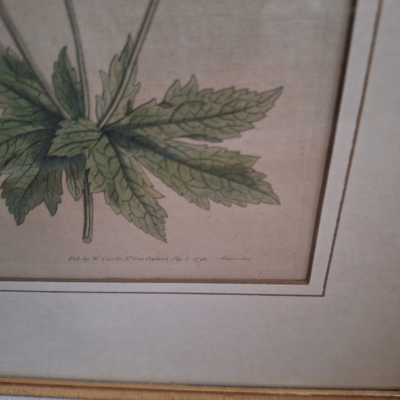 Foto & Immagini: Bild Blume, Botanik, goldfarbener Bilderrahmen – Usato da Winterthur venduto da Goldpipau 6