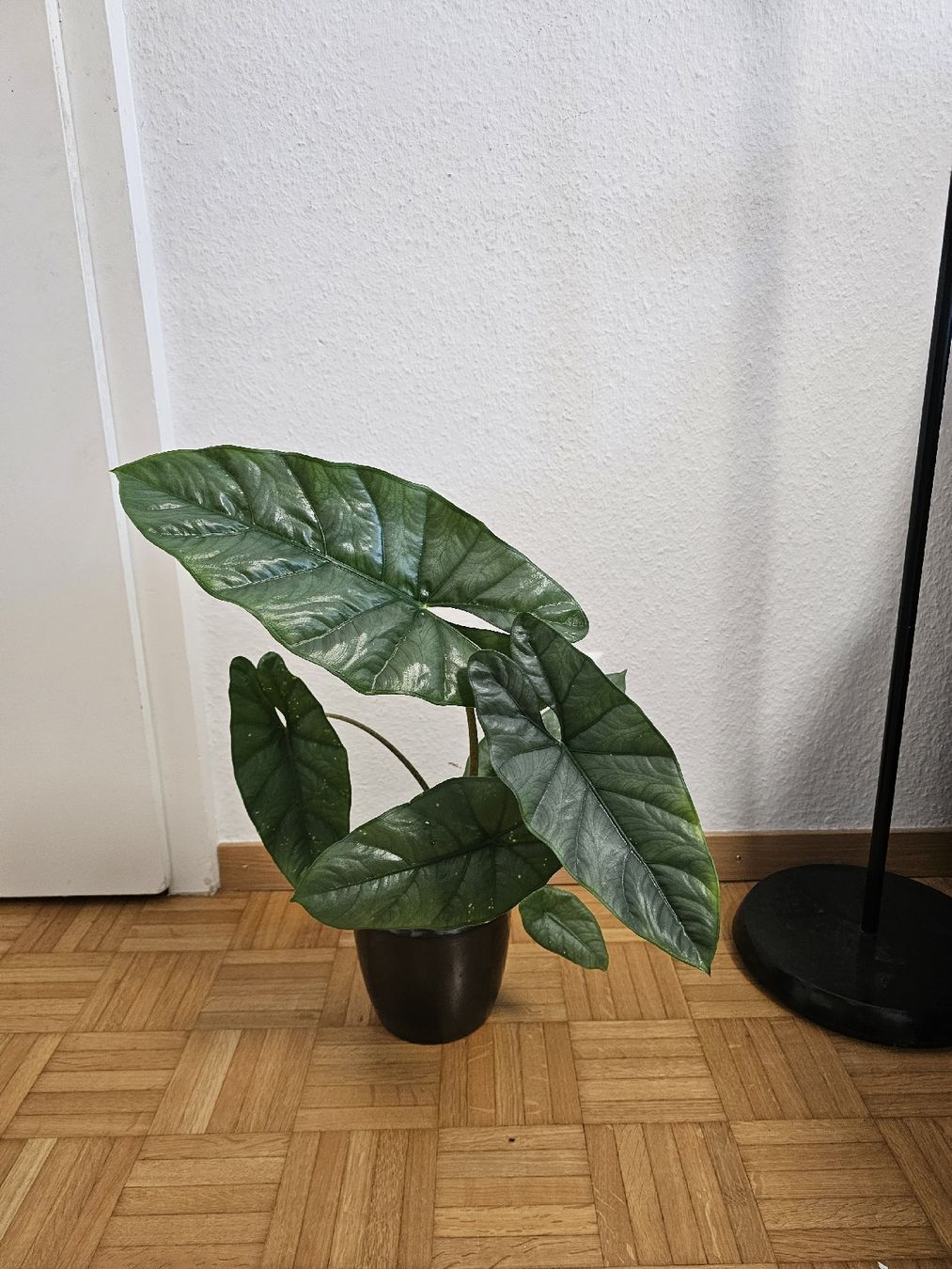 Plantes & graines: Alocasia Corazon – Neuf (Voir description) à Utzenstorf par Dac_mk