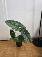Alocasia Corazon