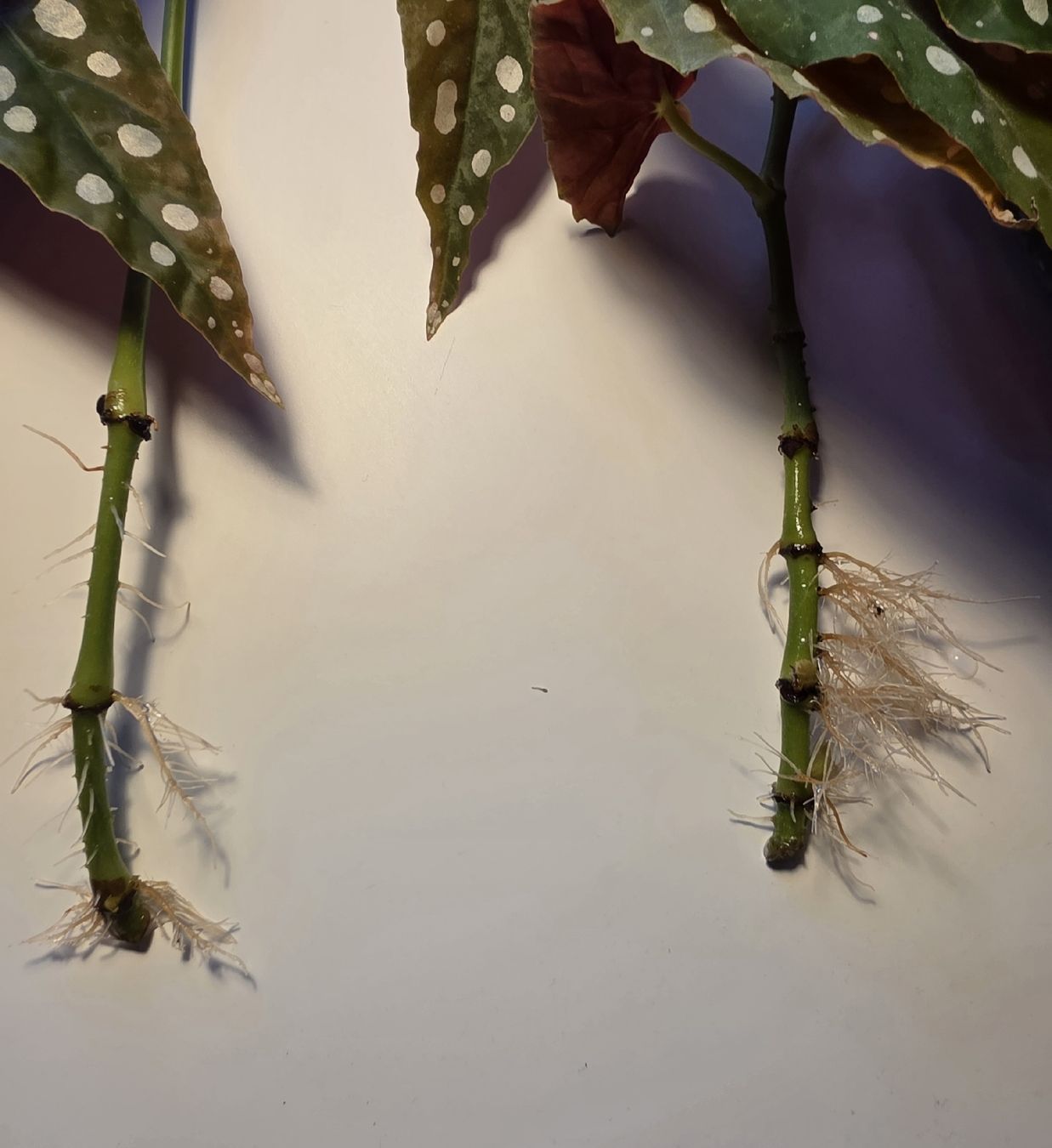 Piante & sementi: Begonia maculata Stecklinge – Usato da Kriegstetten venduto da son_c5nh 1