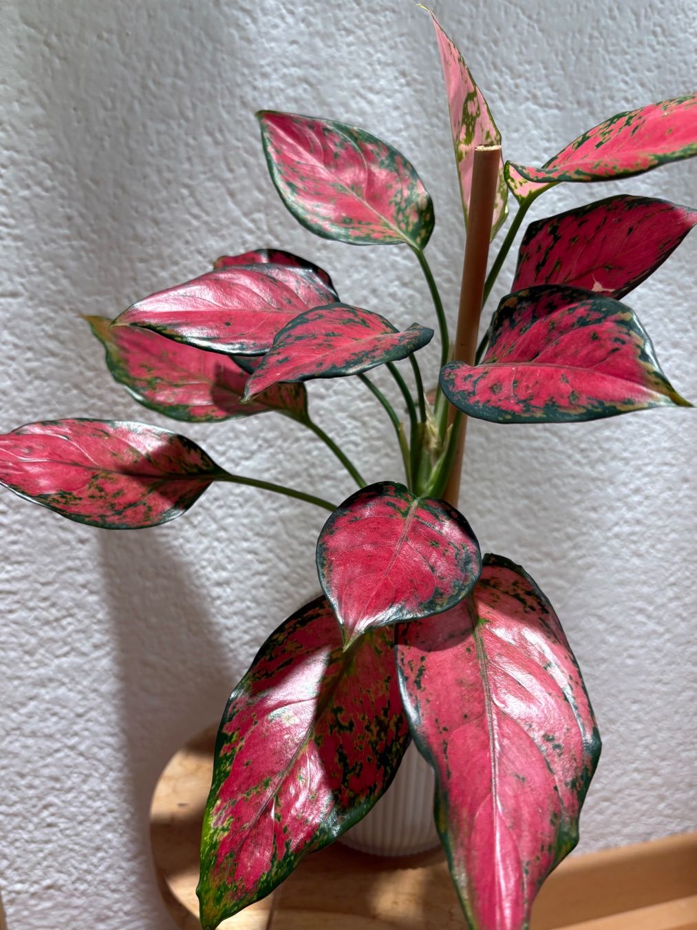 Piante & sementi: Aglaonema 'Cherry Baby' – Usato da Bonstetten venduto da sam_jt9j 3
