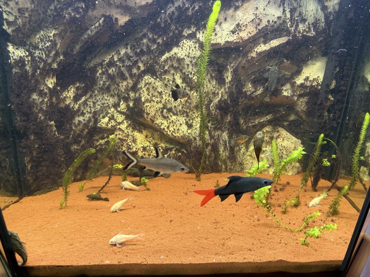 Acquari: Aquarium Fische – Usato da Etzgen venduto da Ramcharger 2