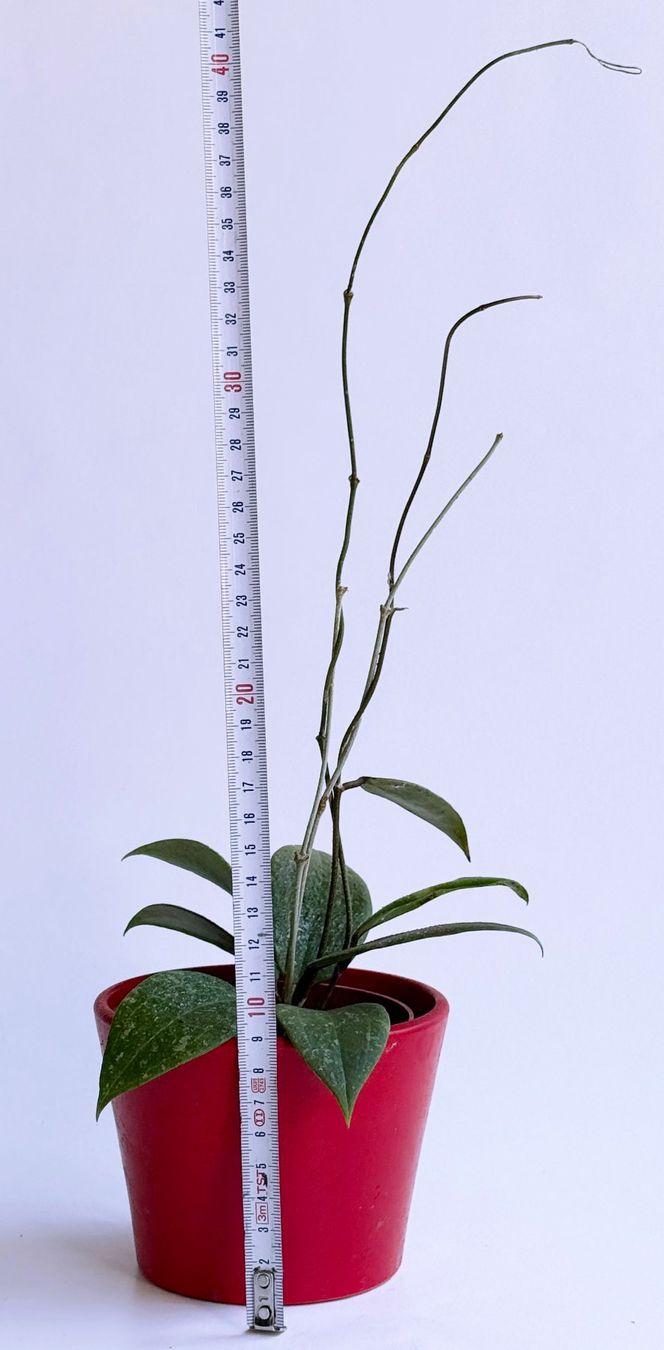 Pflanzen & Samen: Hoya wibergiae***** – Neu (gemäss Beschreibung) aus Dübendorf von Orchid18 2