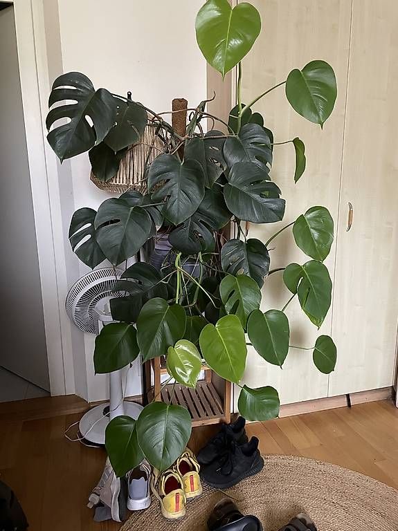 Piante & sementi: Monstera – Usato da Basel venduto da ama_qq9k
