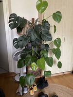Monstera