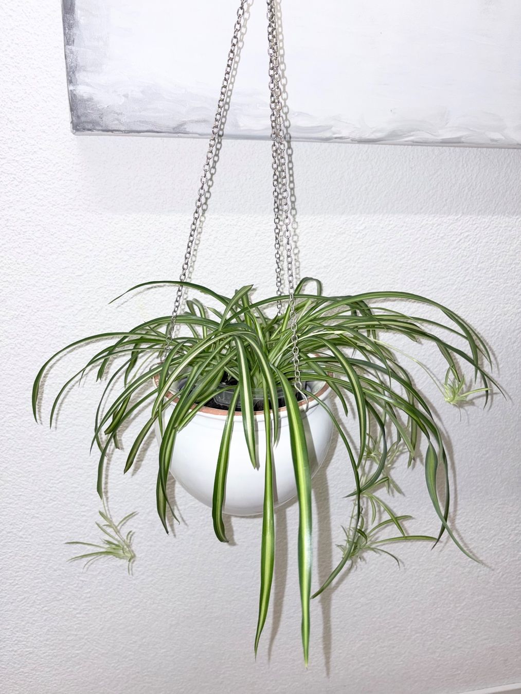 Plantes & graines: Spider plant & hanging ceramic cache pot – D'occasion à Kilchberg ZH par malibubeach 1