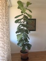 Ficus lyrata plant, tall, in pot, good condition.
