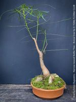 Brachychiton Rupestris Bonsai, Flaschenbaum, 60cm Bonsai
