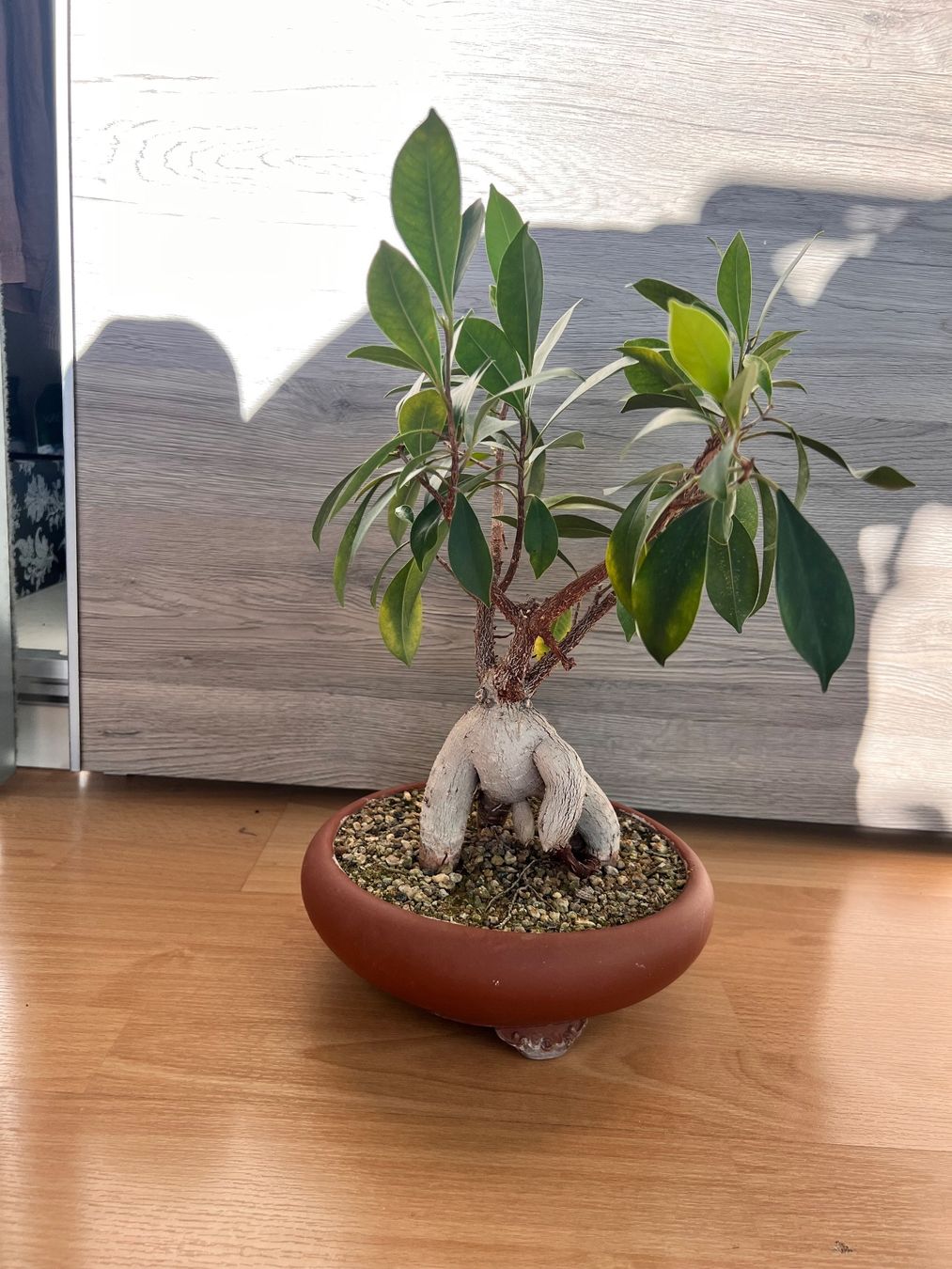 Pflanzen & Samen: Bonsai Ficus – Gebraucht aus Goldach von Bonti 1