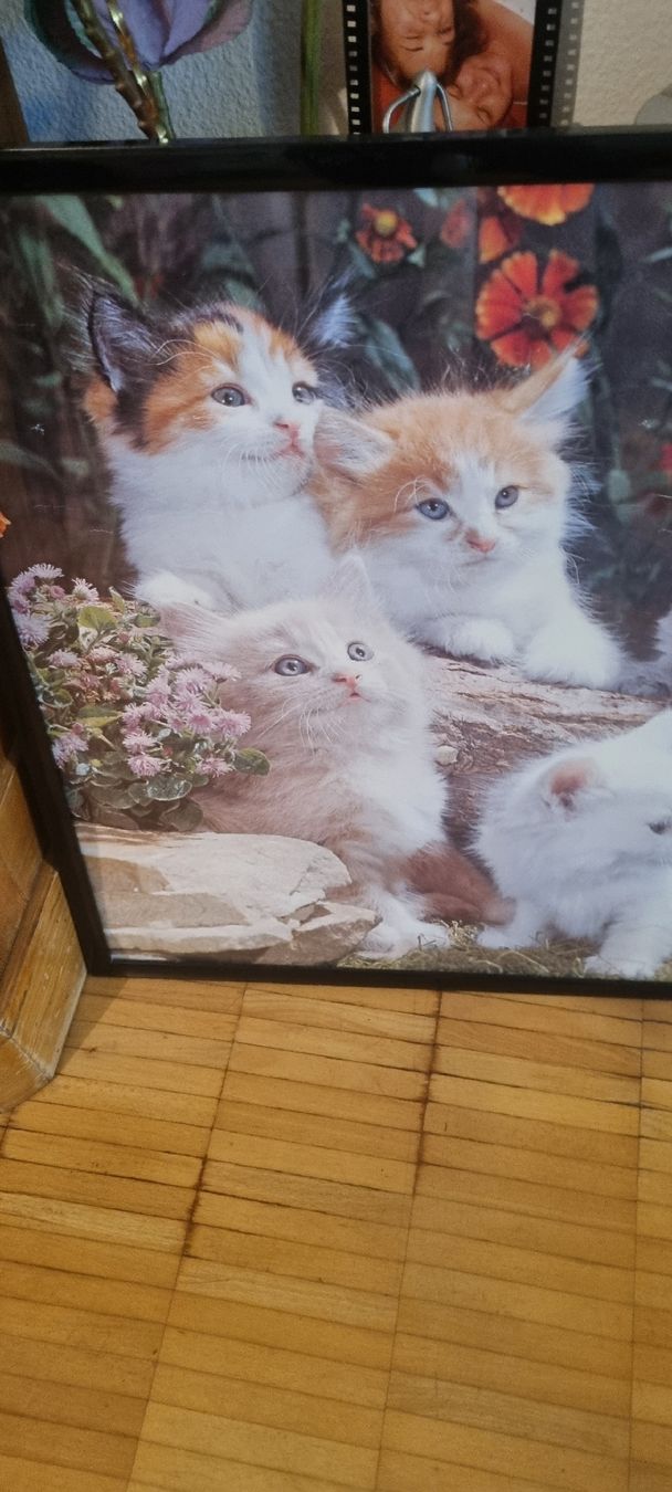 Poster & Bilder: Süsses Katzenbild mit Rahmen gerahmt – Gebraucht aus Basel von Jcva 2