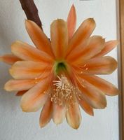 Blattkaktus King Midas (Epiphyllum)