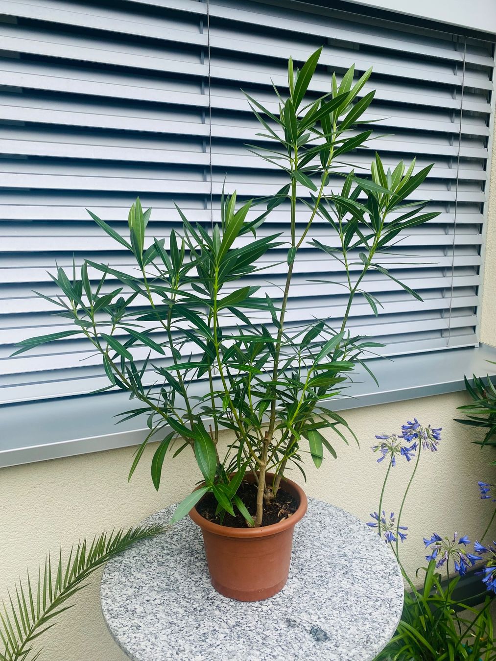 Piante & sementi: Oleander rosa, Höhe 100 cm – Nuovo (secondo la descrizione) da Alchenflüh venduto da smart- 1