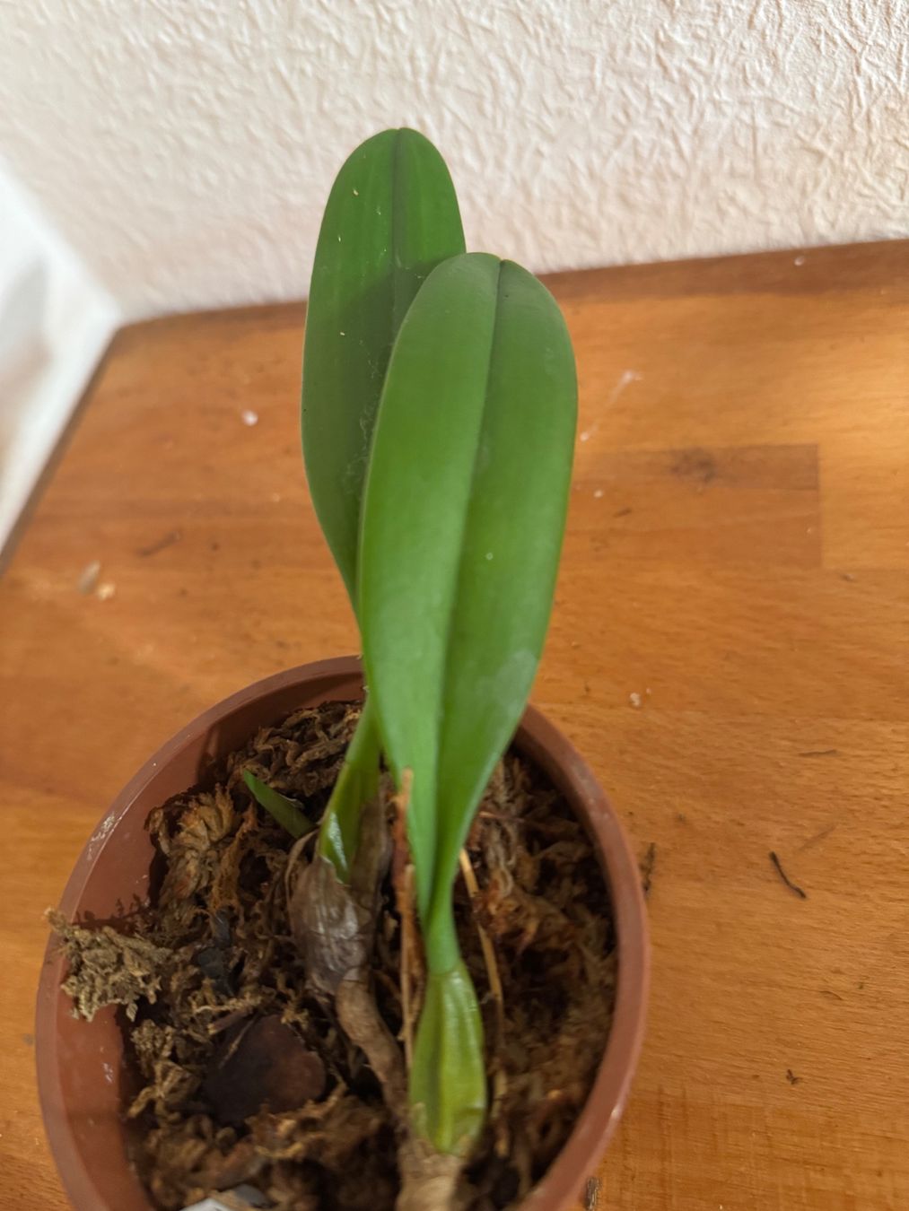 Plantes & graines: Bulbophyllum makoyanum – D'occasion à Männedorf par mrclst 2