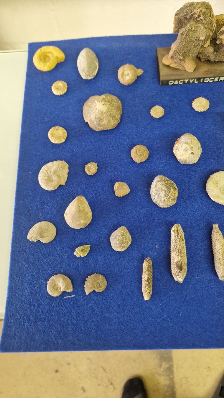 Fossili: Fossiliensammlung – Usato da Niederhasli venduto da rehauge01 2