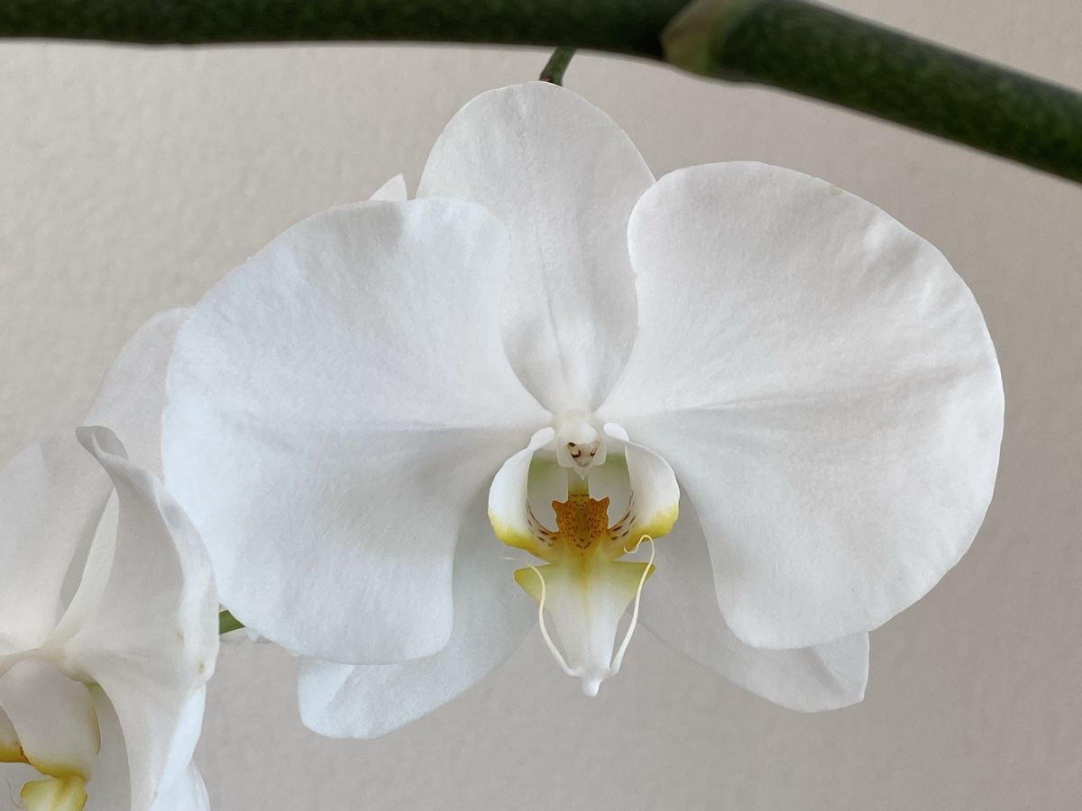 Piante & sementi: Grosse Orchidee Phalaenopsis weiss, 76 cm – Usato da Buochs venduto da H16 8